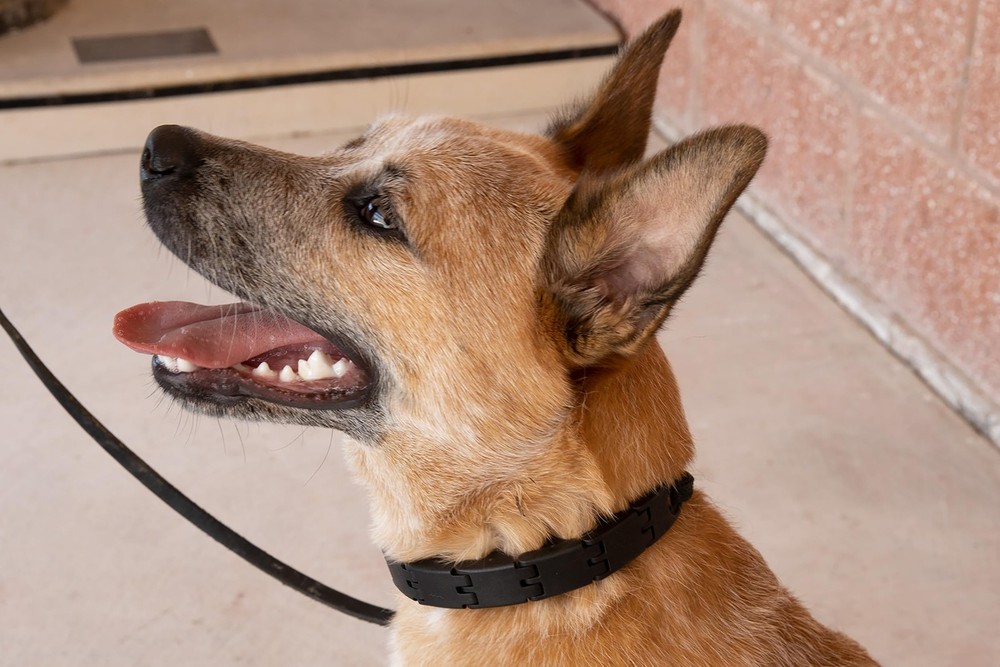 STARMARK Pro-Training Dog Collar L