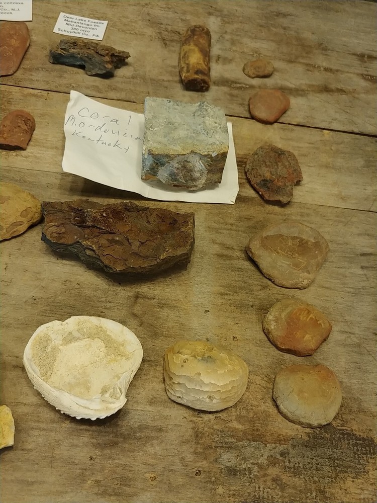 Fossil Lot 34 Total Pieces