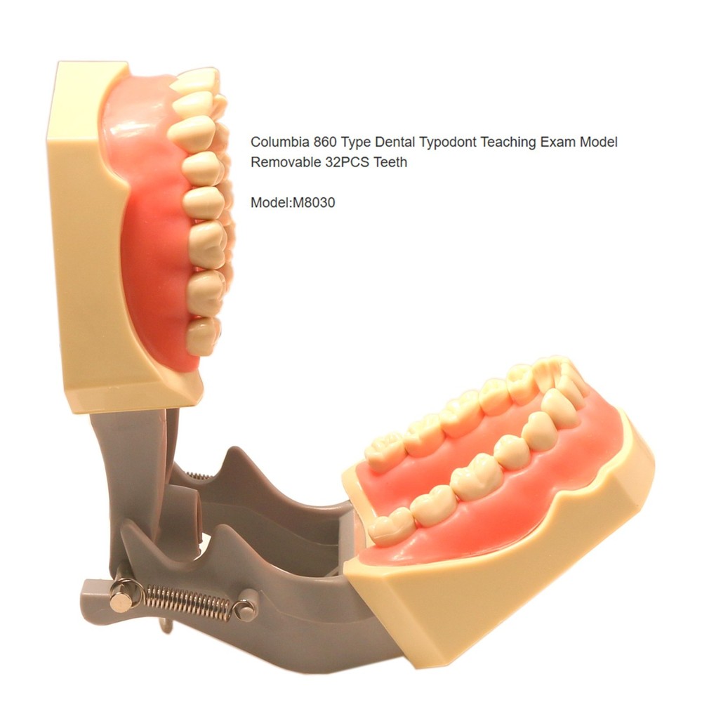 US Typodont 860 Teeth Model fits Columbia Dentoform Brand 32 Removable Teeth