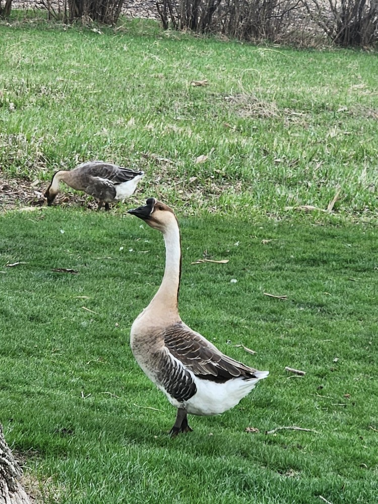 African Goose 3 Hatching Eggs