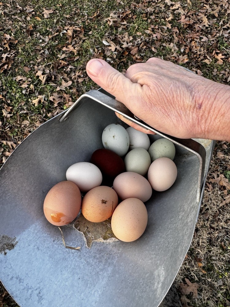 6 Barnyard Mic Hatching