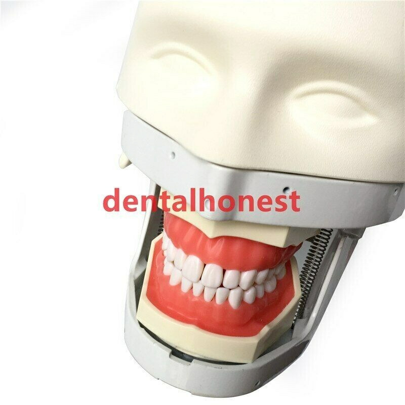 Dental Manikins Models Phantom Head Teaching Learning Dental Student Model