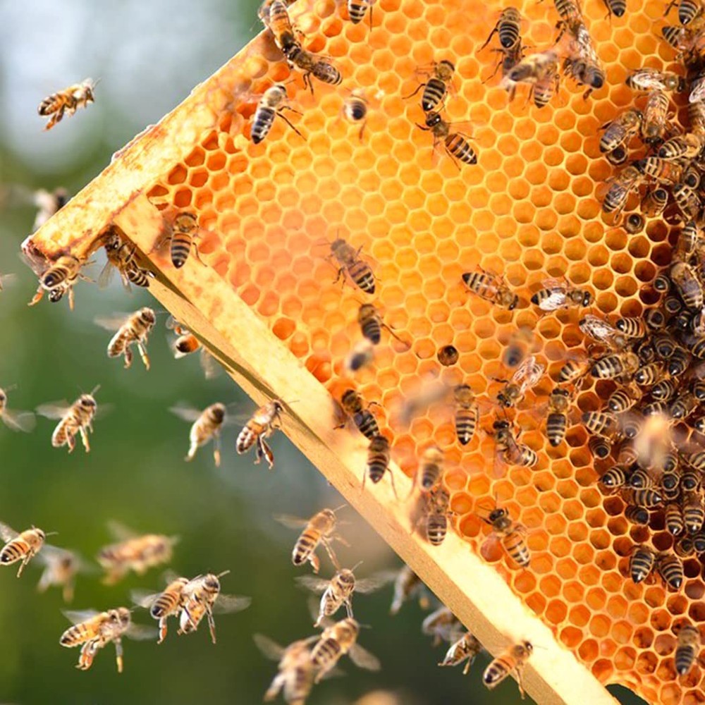 MayBee Deep Brood Beehive Frames with Wax Foundation,10 Pack Honey Bee Frames...