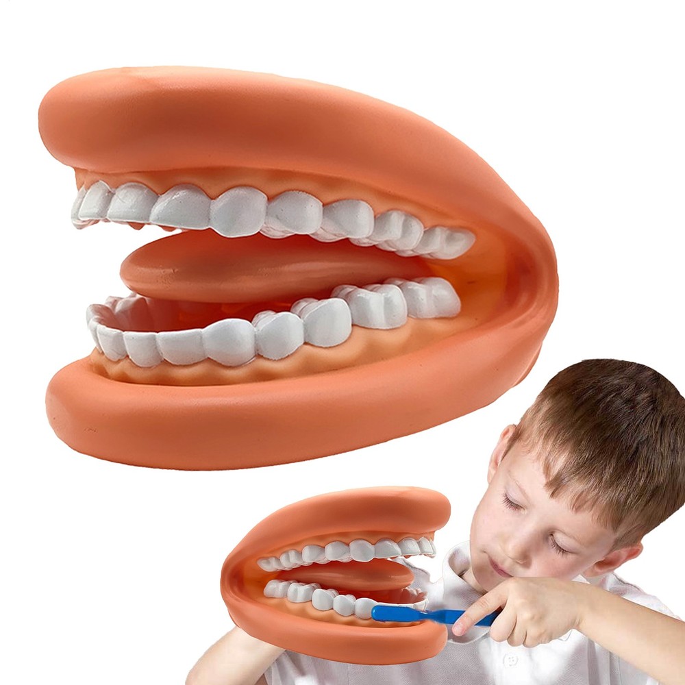 Dental Teaching Model Adult Typodont Demonstration Teeth Model Education Prop