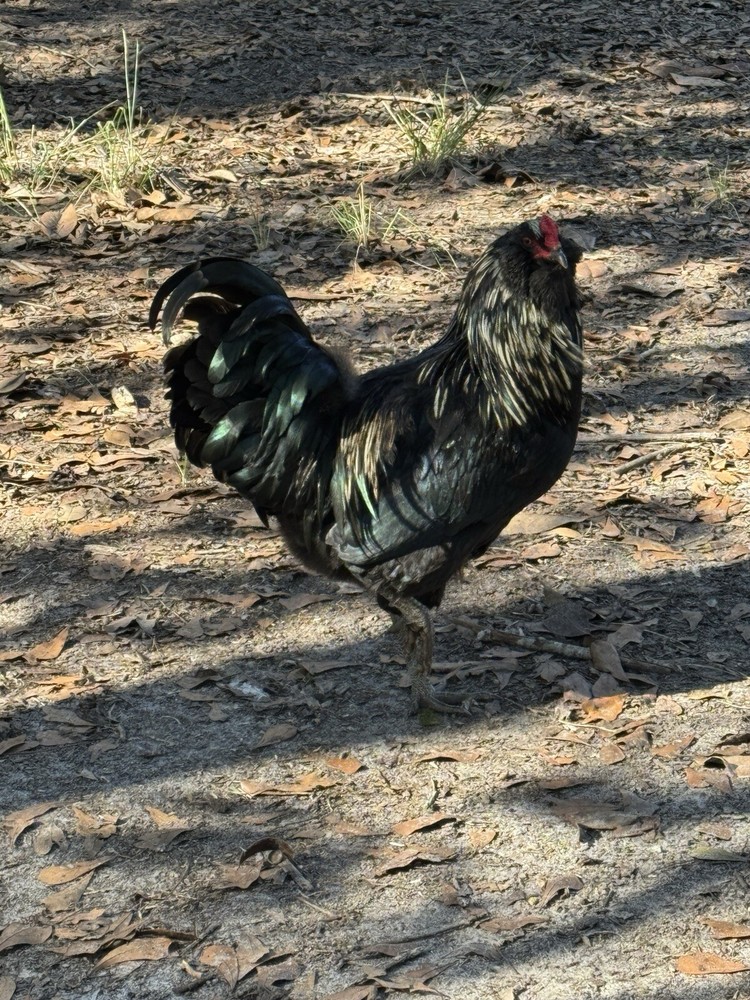 Surprise Blue Green And Brown Hatching Eggs RANDOM ASSORTMENT