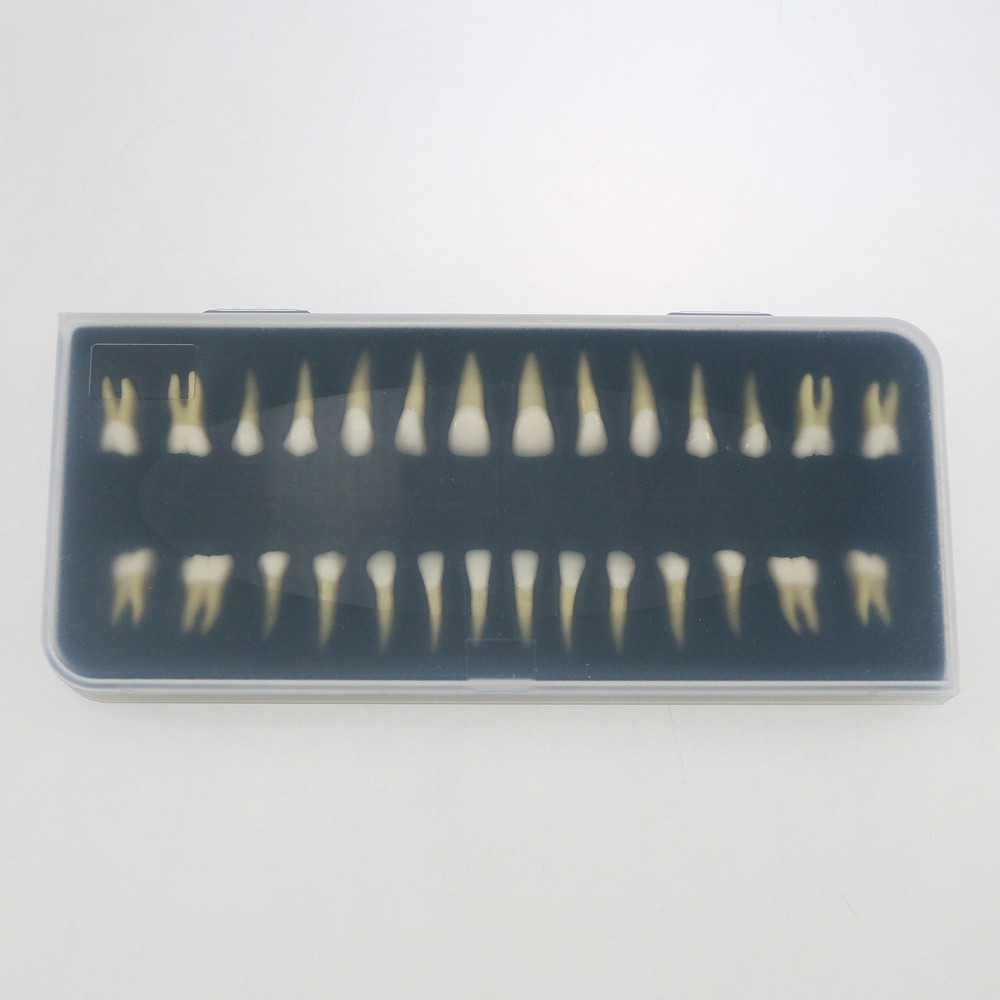 32Pcs Dental 1:1 Permanent Removable Teeth Natural Size for Teach Study Model