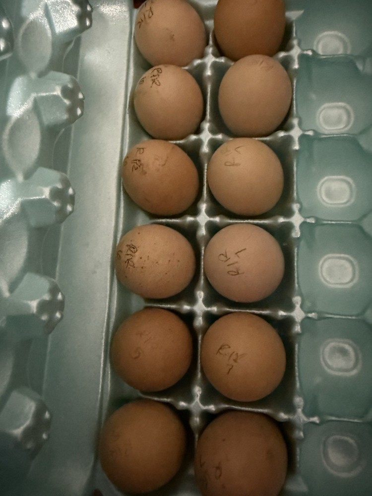 Rhode Island Red Hatching Eggs 6+