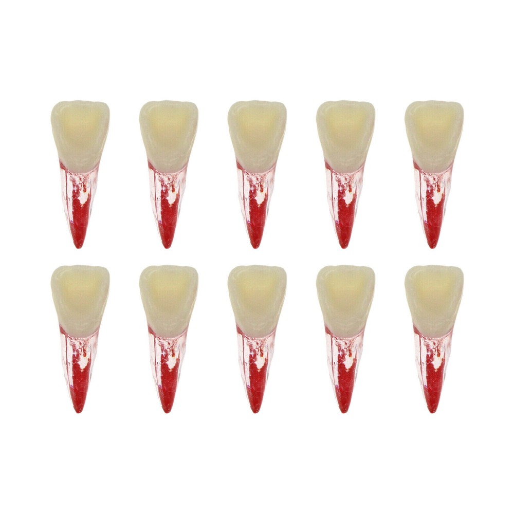 10 Pcs Dental Autoclavable Endo Root Canal Teeth Model Study Practice Typodont