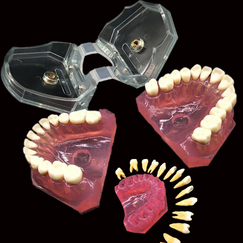 Dental Typodont Practice Study Standard Teeth Model 28 Pcs Removable Teeth M7008