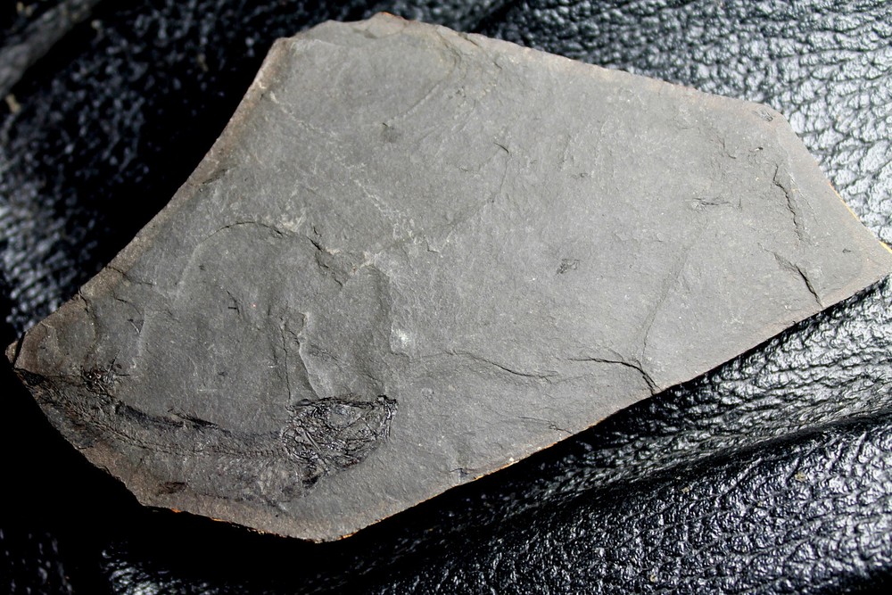 Clupea sardinites - Nice preserved Oligocene fossil fish
