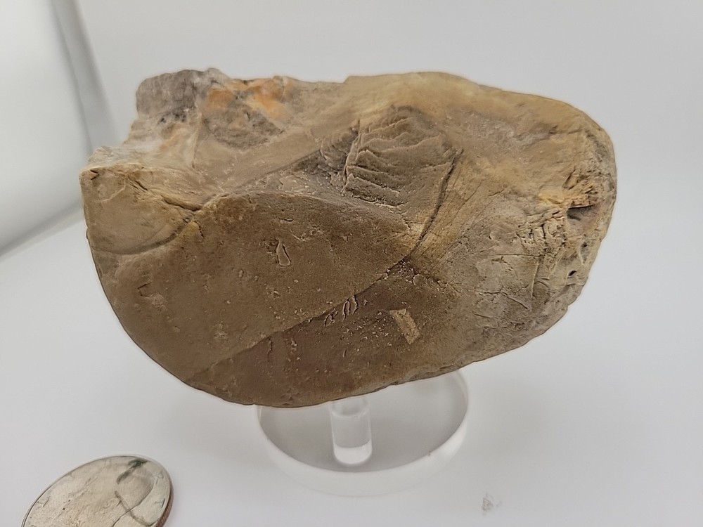 Egg Fossil Permineralized Compression Reptile Egg Fossil