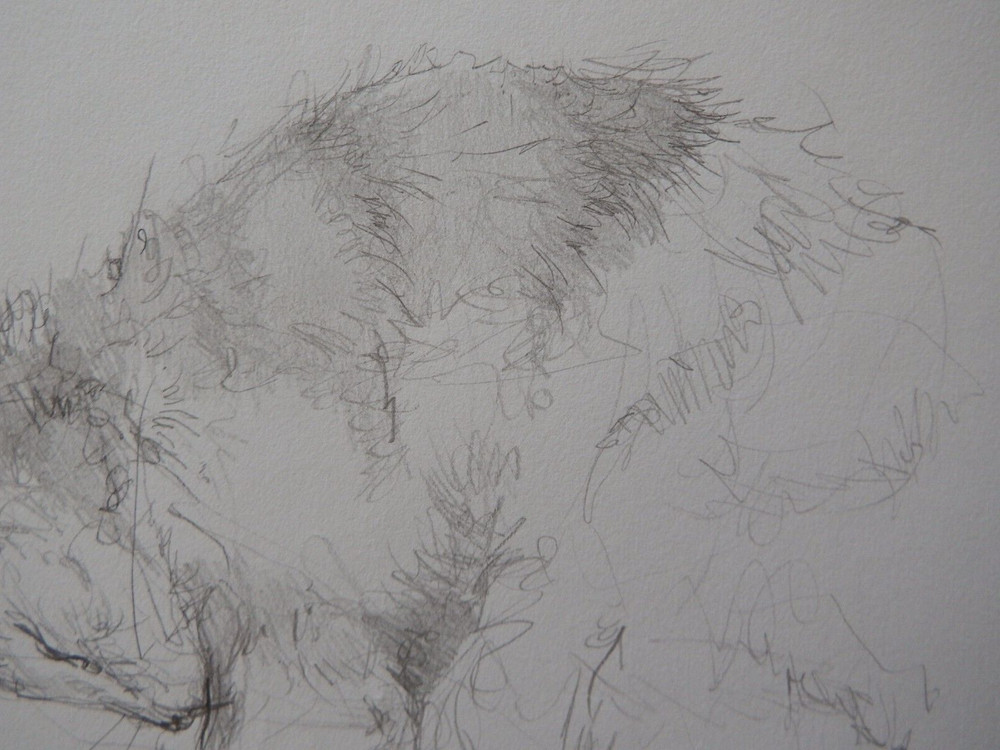 Pencil drawing cat curled sleeping