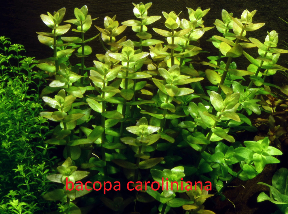 Live aquarium plants 7 Species Low Light Package