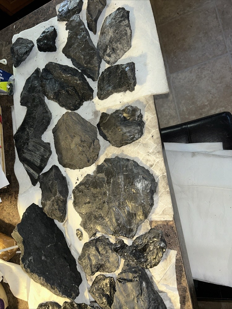 Fossils from coal mine 1200 feet deep