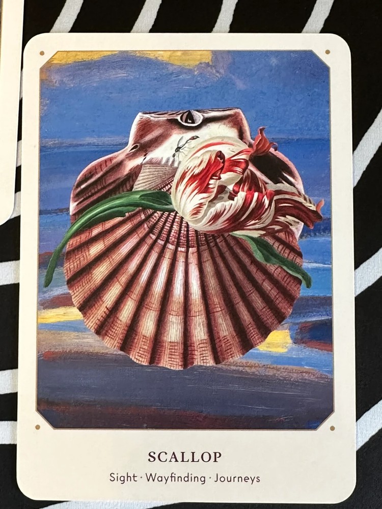 The Seashell Oracle Deck 44 Card Deck for Divination by Broccoli