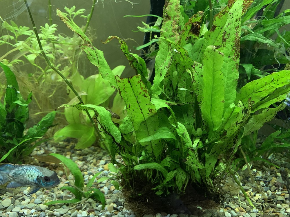 Java Fern Microsorum Pteropus Bare Root