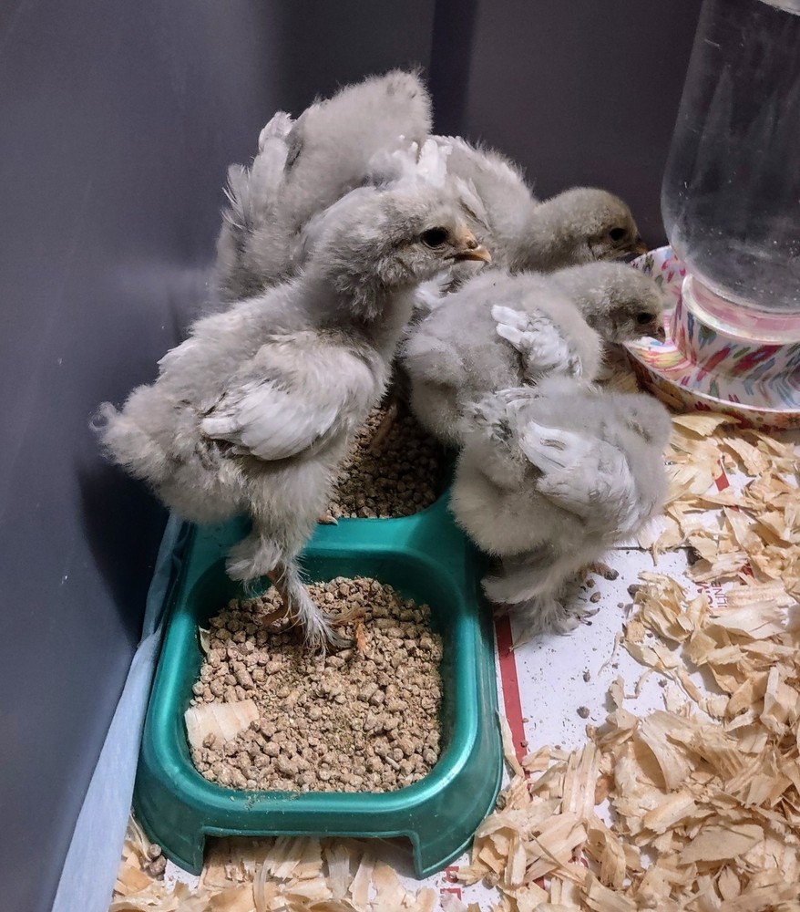 5+1  Breeder Quality Lavender Brahma Hatching Eggs.