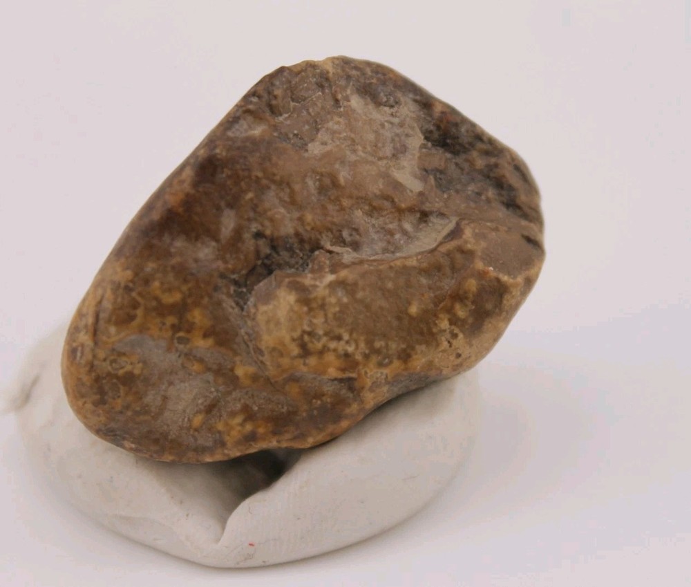 Real Permineralized Reptile Egg Fossil