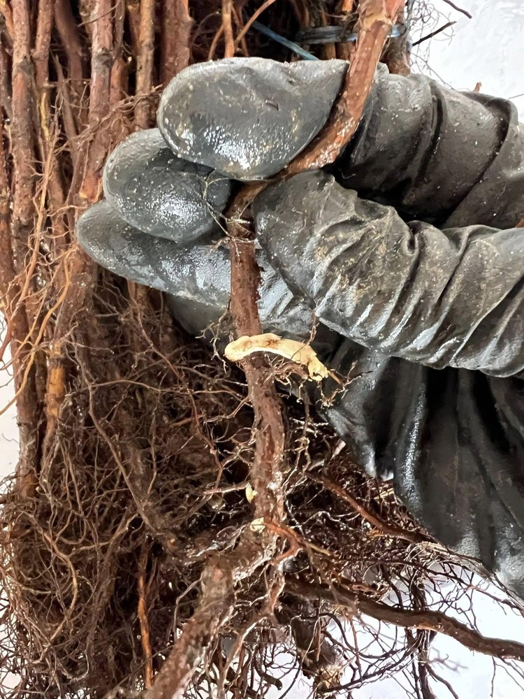 Heritage Raspberry Plants 10 Pack (semi dormant / bare root)