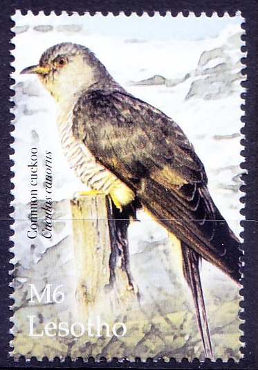 Common Cuckoo, Birds, Lesotho 2004 MNH