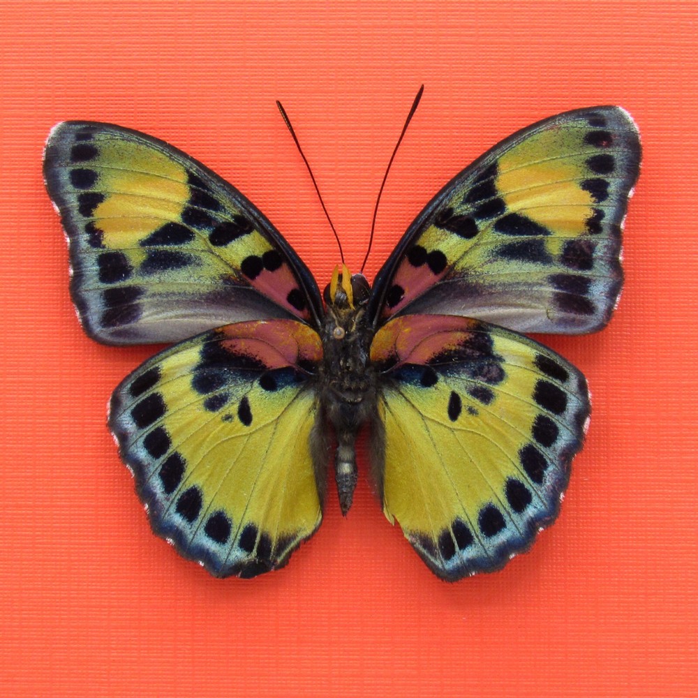 Real mounted Forester butterfly - Euphaedra janetta - A1-