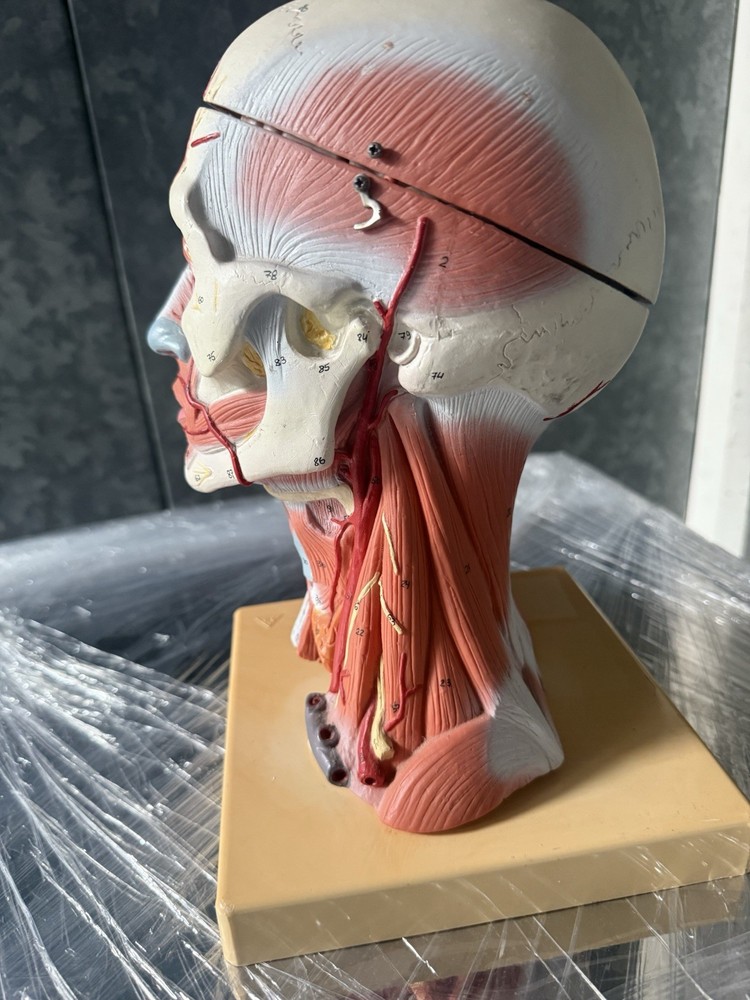Head Model with Muscles & Vessels