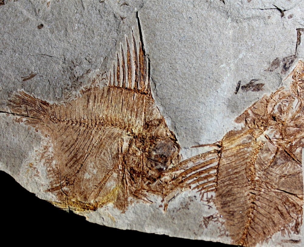 Capros radobojanus - Museum class specimen. Beautiful plate with fish