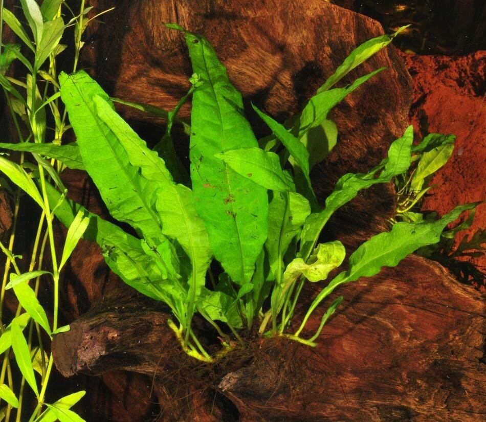 BUY 2 GET 1 FREE Java Fern Microsorum pteropus Live Aquarium Plants BEGINNER