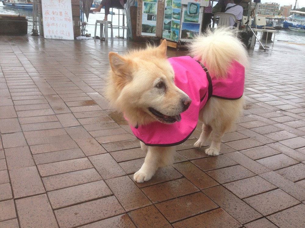 Panache Dog New Light weight Pink Raincoat Medium