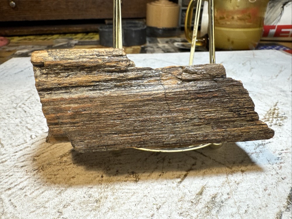 Petrified Wood Specimen 8oz