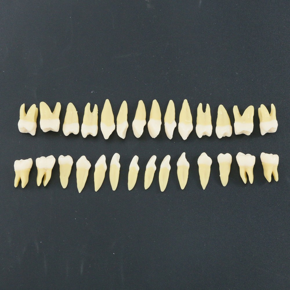28 Pcs Dental 1:1 Permanent Teeth Demonstration Teach Study Model Tooth M7021
