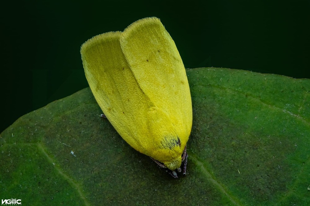 Ngoc Macro Diffuser - The Best Flash Diffusers for Macro Photography