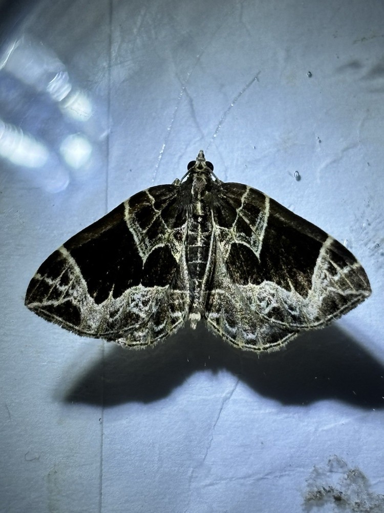 👒 Small Phoenix Moth Specimen~ Entomology