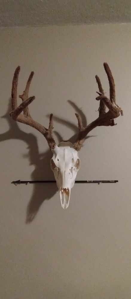 European Skull Mount Hanger Skull Hook