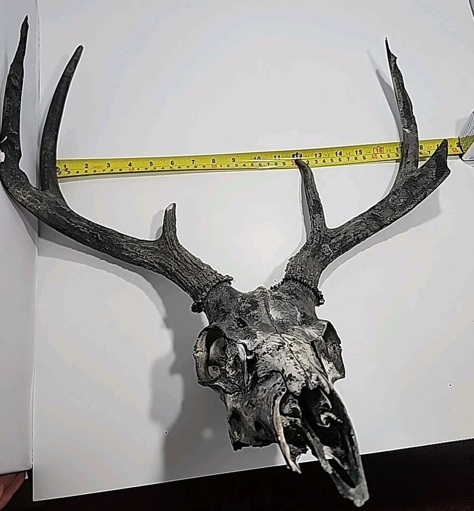HUGE 6 Point Deer Rack And Skull