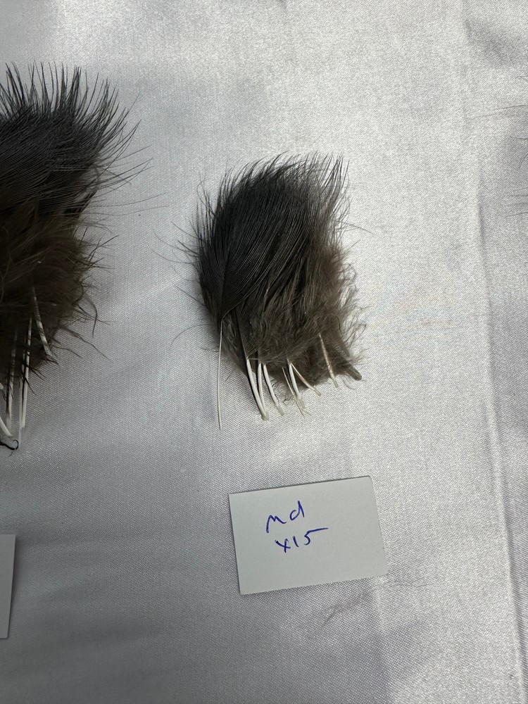 Blue Eared Pheasant Hackles