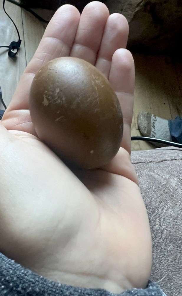 Black Copper Marans & Olive/Coffee/Earth Egger Hatching Eggs