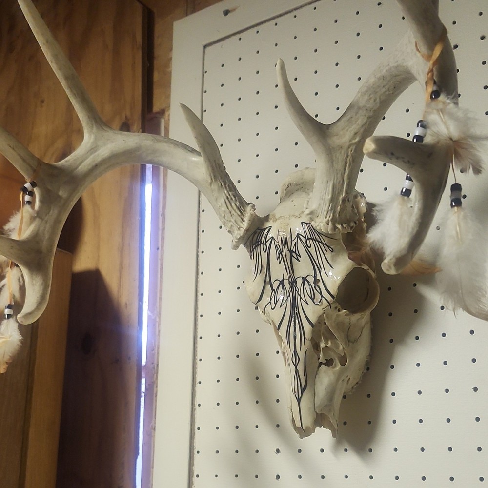 10 Point Buck Authentic Skull With Pinstripe Design