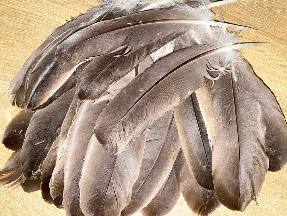 Medium/Large Canada Goose feather / Natural Real Feathet