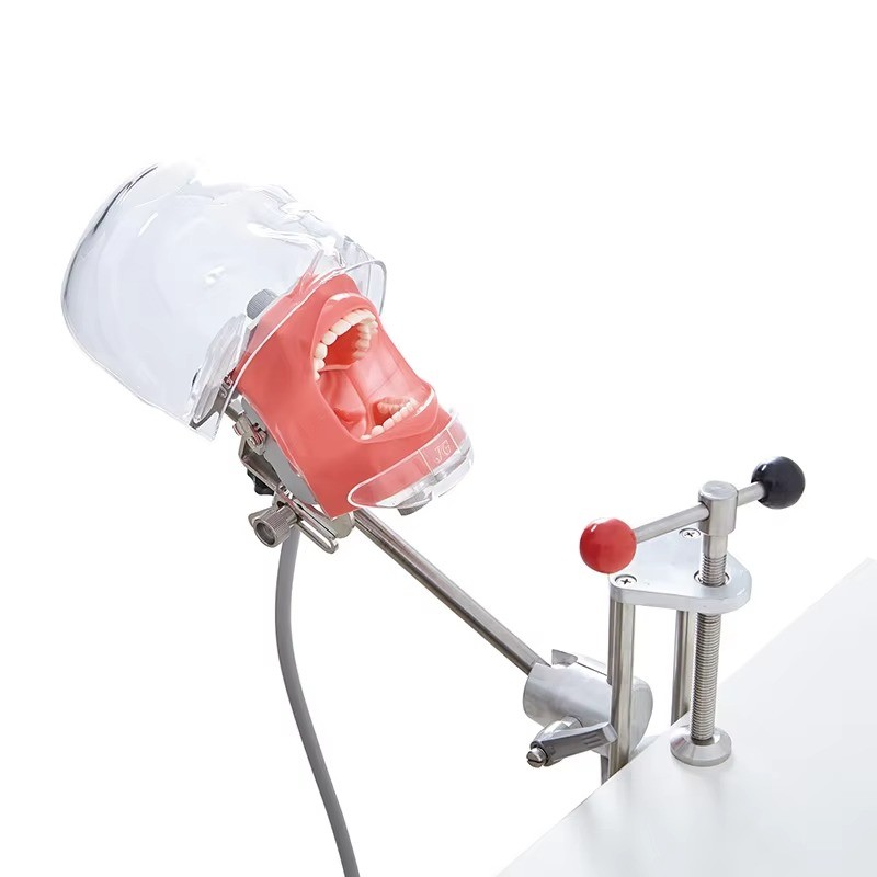 Dental Simulator Mannequin Head Typodont Teeth Model Phantom Dexter Head Teeth