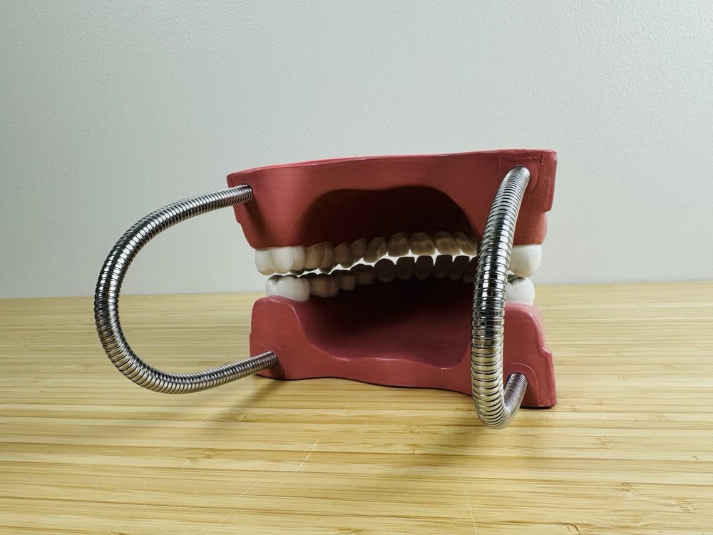 Large Articulating Dental Display VINTAGE ANATOMICAL MODEL TEETH