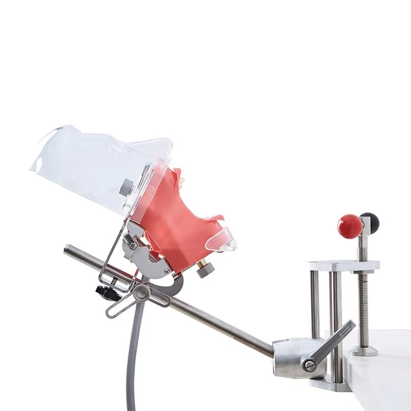 Dental Simulator Manikin Phantom Head Teeth Model Bench Mount Teaching Model