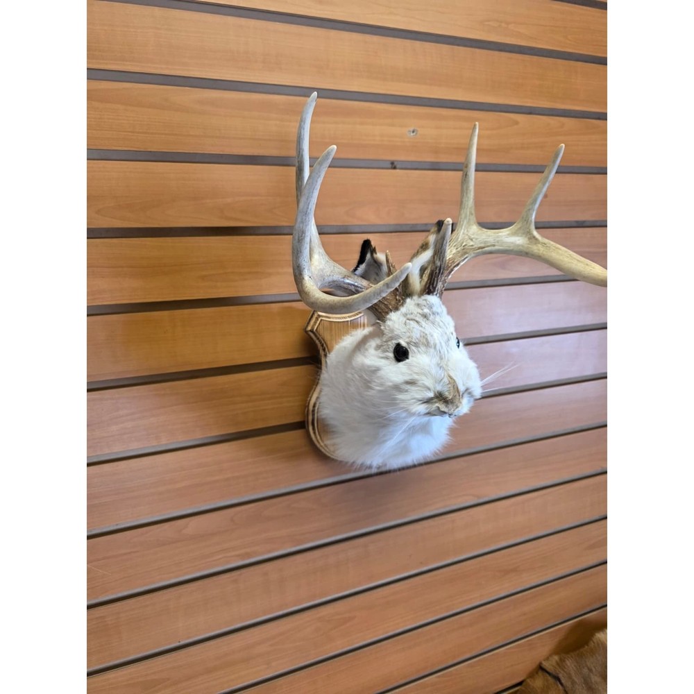 FHJK9 - Jackalope Head Taxidermy Mount