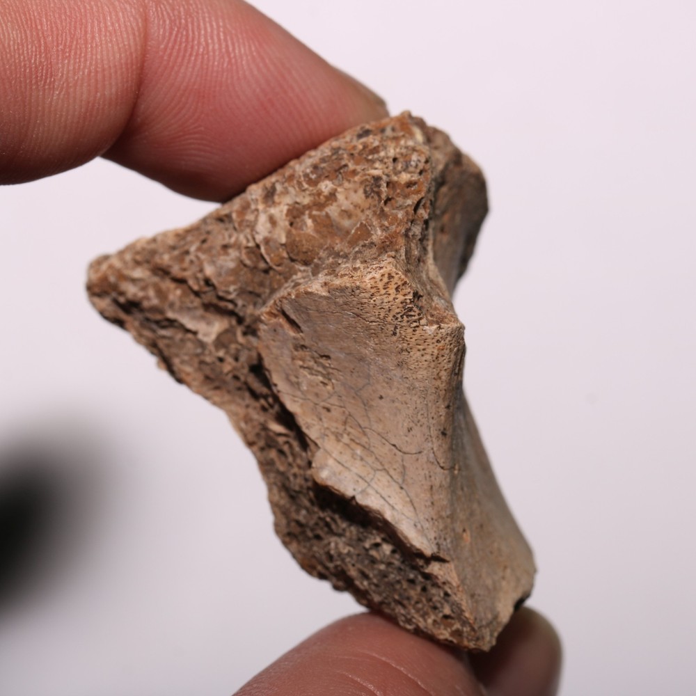 Vertebra Process - Dinosaur Fossil Authentic Cretaceous Hell Creek Formation