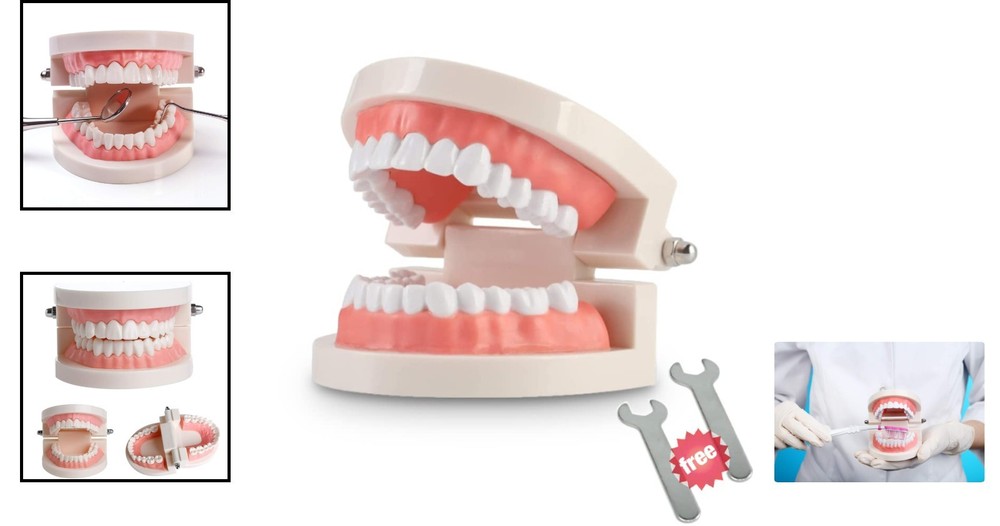Standard Teeth Model for Kids - Includes Wrenches & Non-Removable Teeth