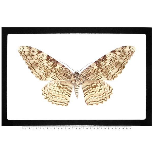 Thysania agrippina REAL FRAMED WHITE WITCH MOTH PERU