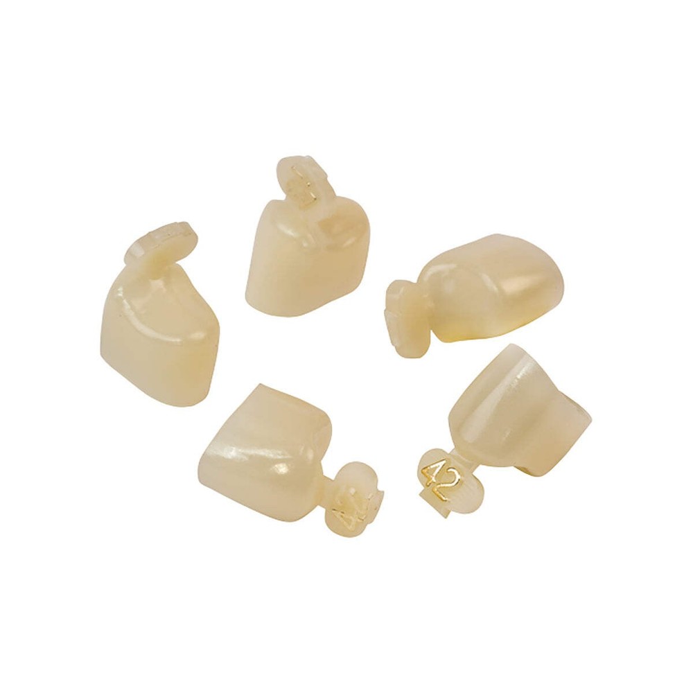 Dexiter Polycarbonate Temporary Crowns (1st Bicuspid)