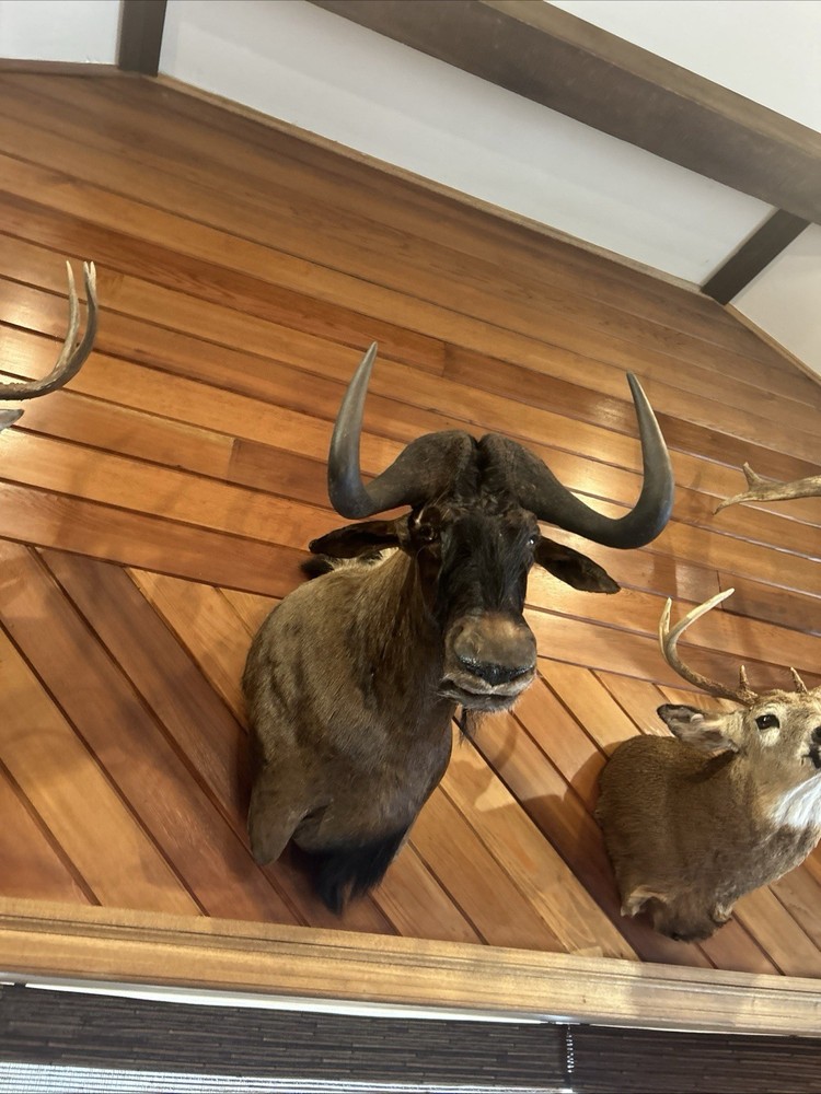 Black Wildebeest Shoulder Mount