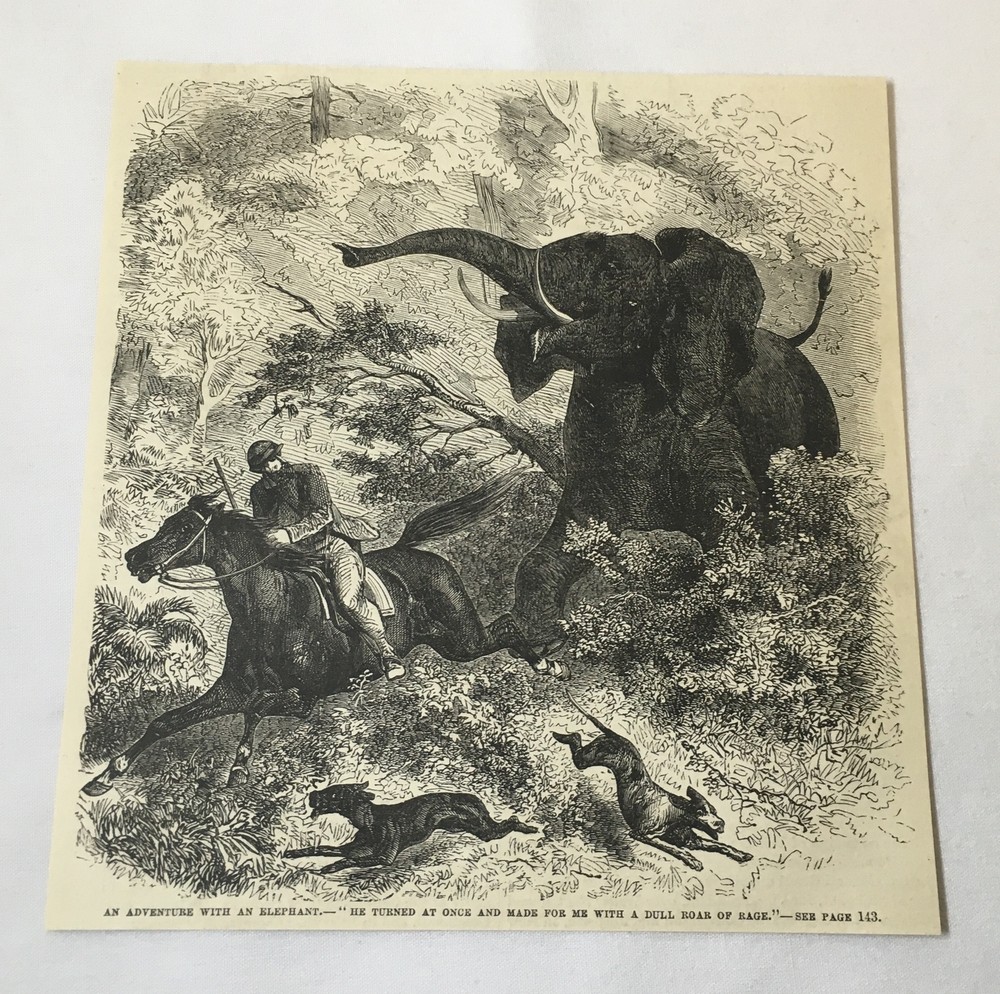 1876 magazine engraving ~ ELEPHANT CHARGING A HUNTER