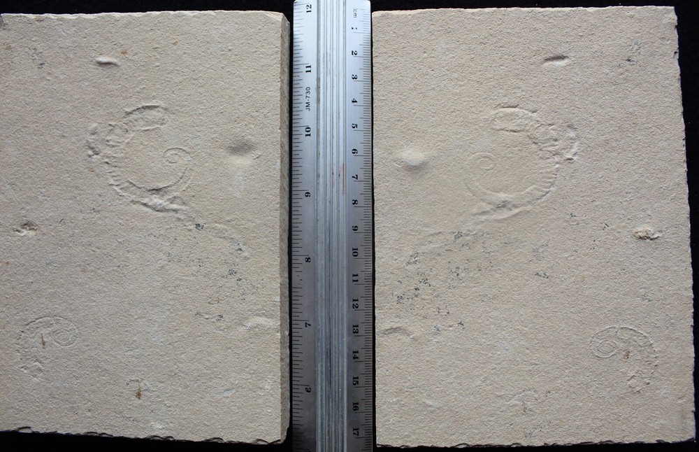 Allocrioceras 52 - 2 X Heteromorphic Ammonite - Both Sides - Fossils Lebanon